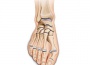 ValguLoc II - korektor hallux valgus (foto 2)